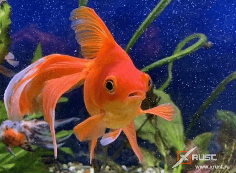 Золотые рыбки  имеют хорошую  память