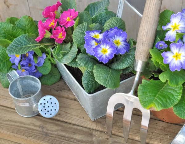 Комнатное цветоводство: как подготовиться к покупке и выбрать здоровое растение для дома. Как выбрать здоровое комнатное растение